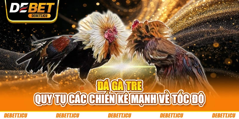 Đá gà tre – Quy tụ các chiến kê mạnh về tốc độ